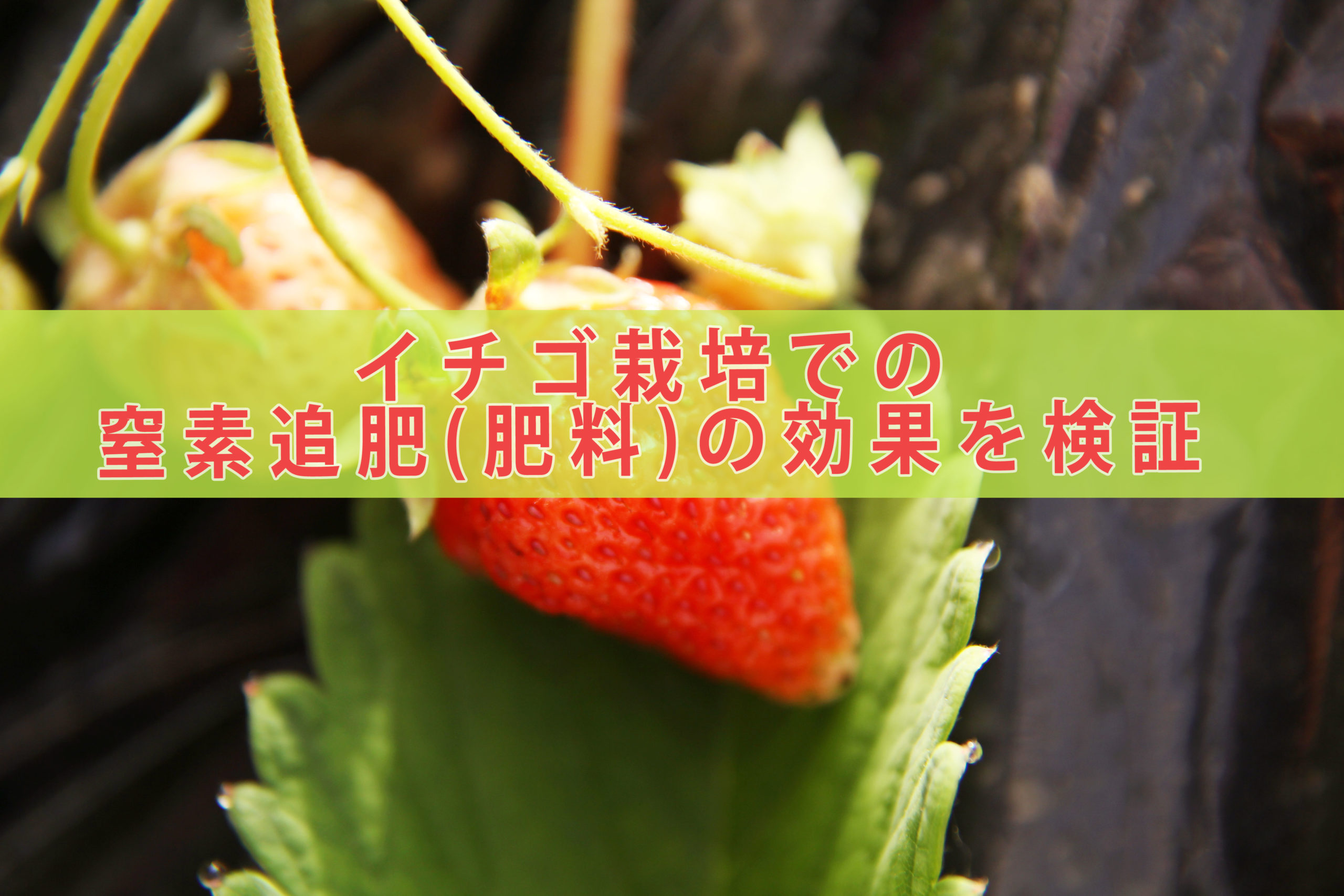 イチゴ栽培での窒素追肥 肥料 の効果を検証 ５年放置したイチゴは復活するのか 9 れーぜぶろぐ