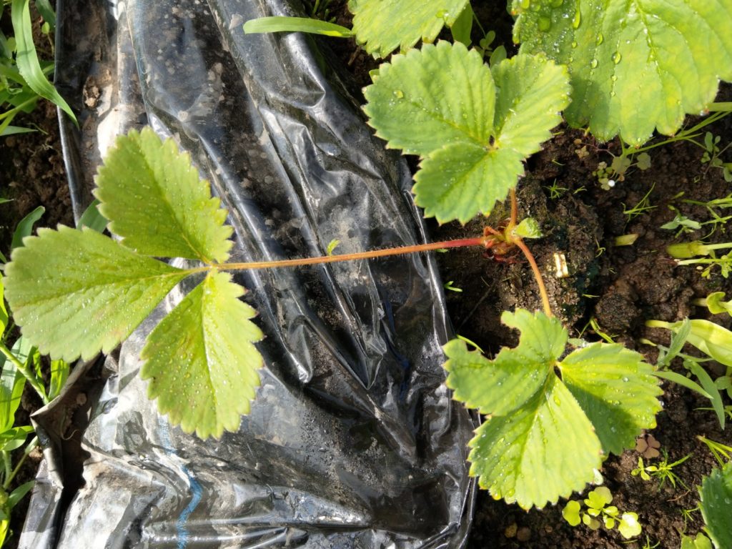 イチゴ栽培での窒素追肥 肥料 の効果を検証 ５年放置したイチゴは復活するのか 9 れーぜぶろぐ