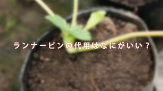 いちごの株の増や方。ランナーピンの代用は何がいい？【５年放置した ...