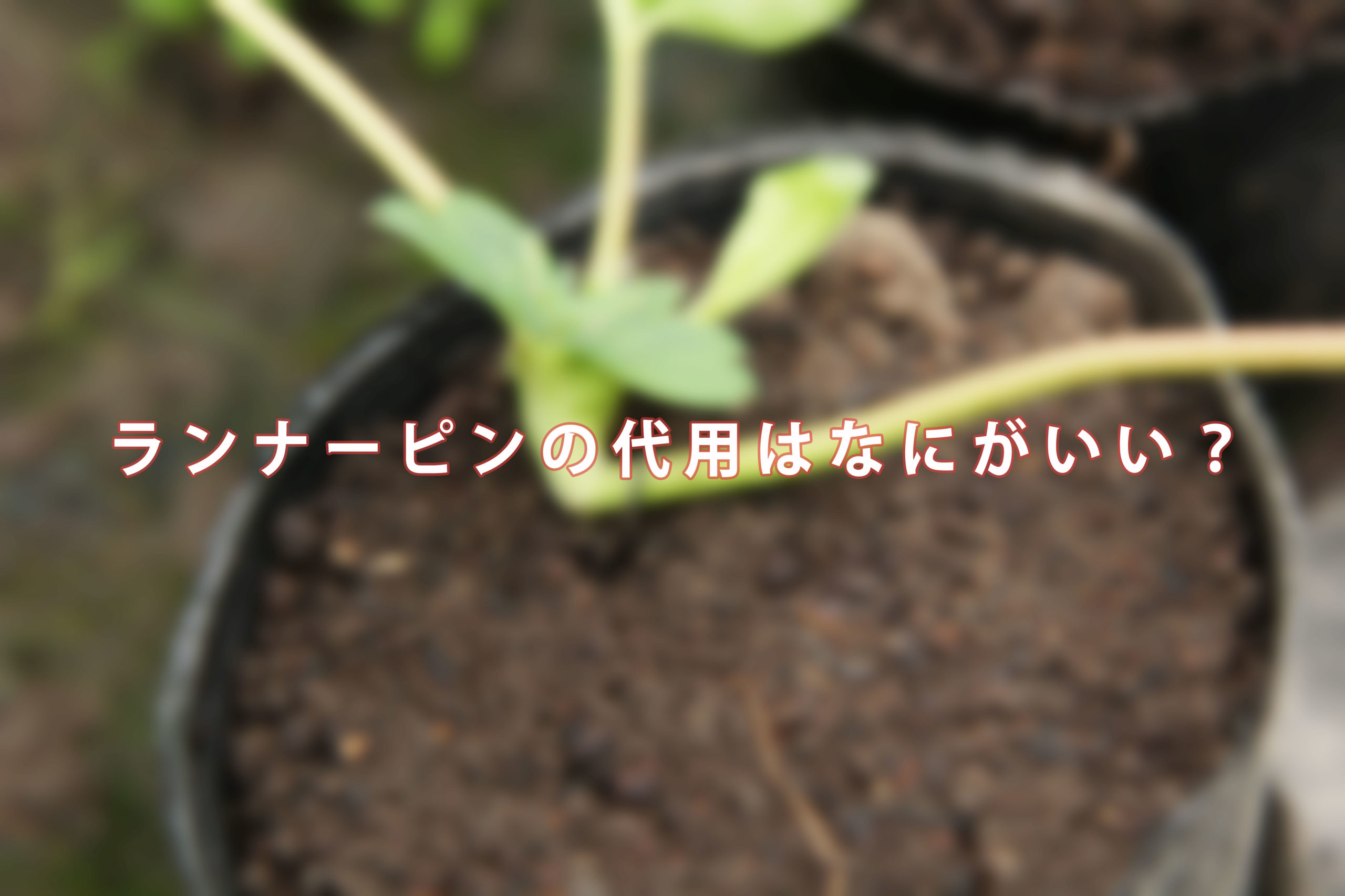 いちごの株の増や方 ランナーピンの代用は何がいい ５年放置したイチゴは復活するのか 10 れーぜぶろぐ