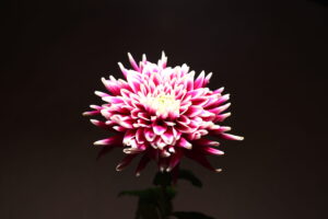 花の咲き方と種類を解説 ディスパットマム