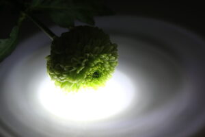 手毬咲きの画像 ピンポンマム
